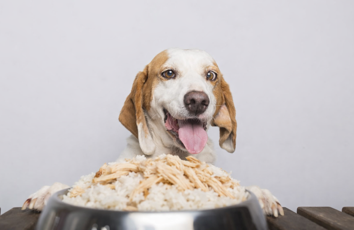 Comida de gente: saudável pra cachorro