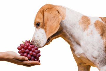 É fruta, mas não pode: confira quais oferecem risco de intoxicação aos pets